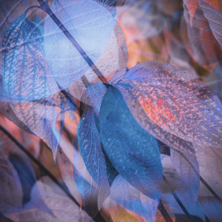 Batsford impressions - Creative Abstract Photography