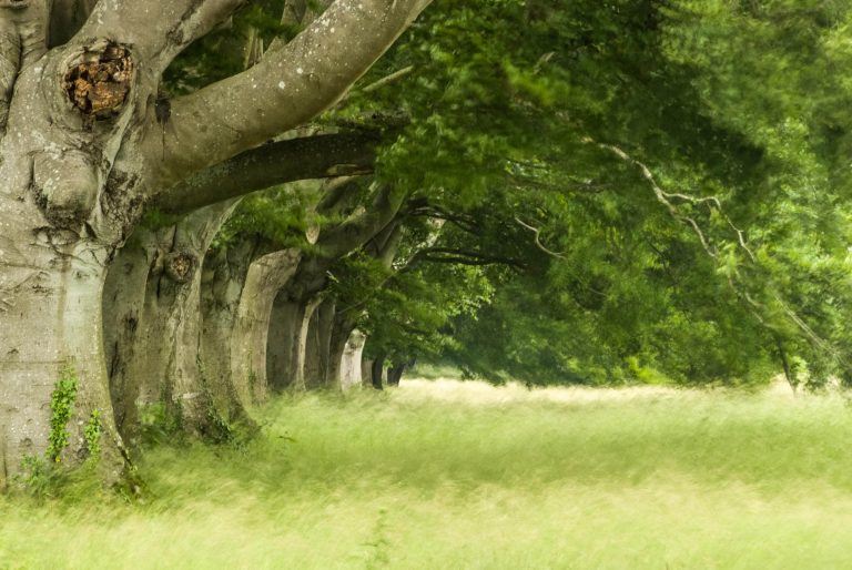 Beech Avenue in Dorset.