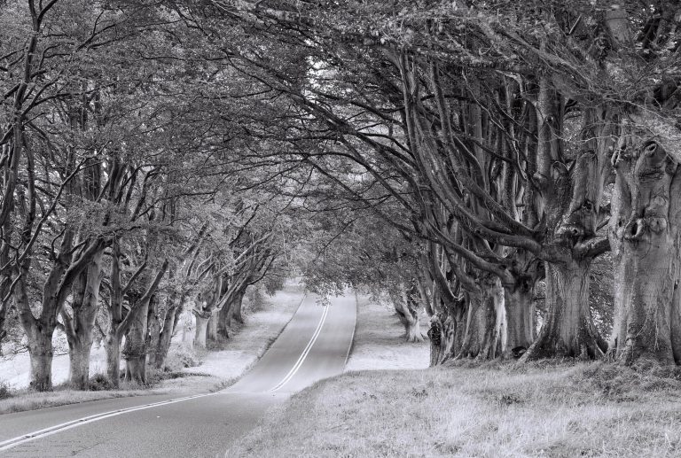 Monochrome capture of an avenue of beech trees near Kingston Lacey in Dorset, England, UK