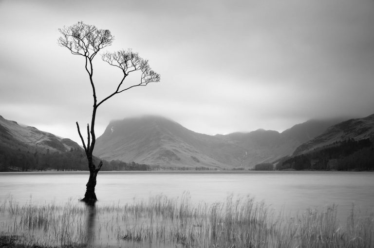 Lone Tree - Lake District