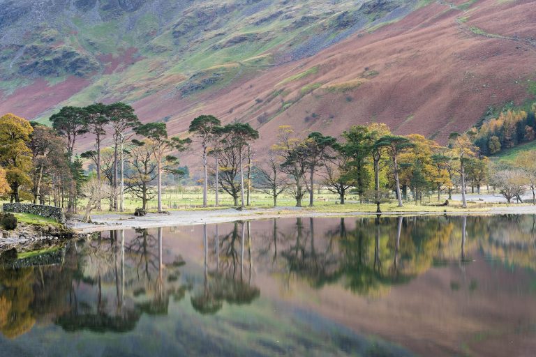 The buttermere pines reflected in Buttermere, the Lake District, Cumbria, England, UK