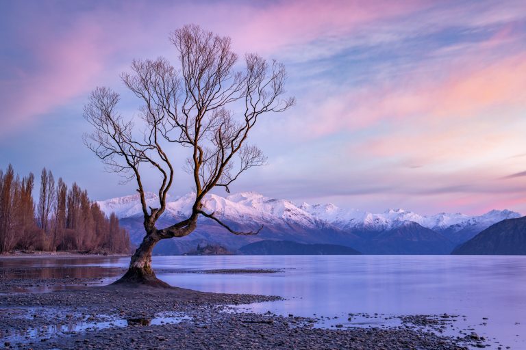 The Wanaka Tree, Wanaka, Zealand