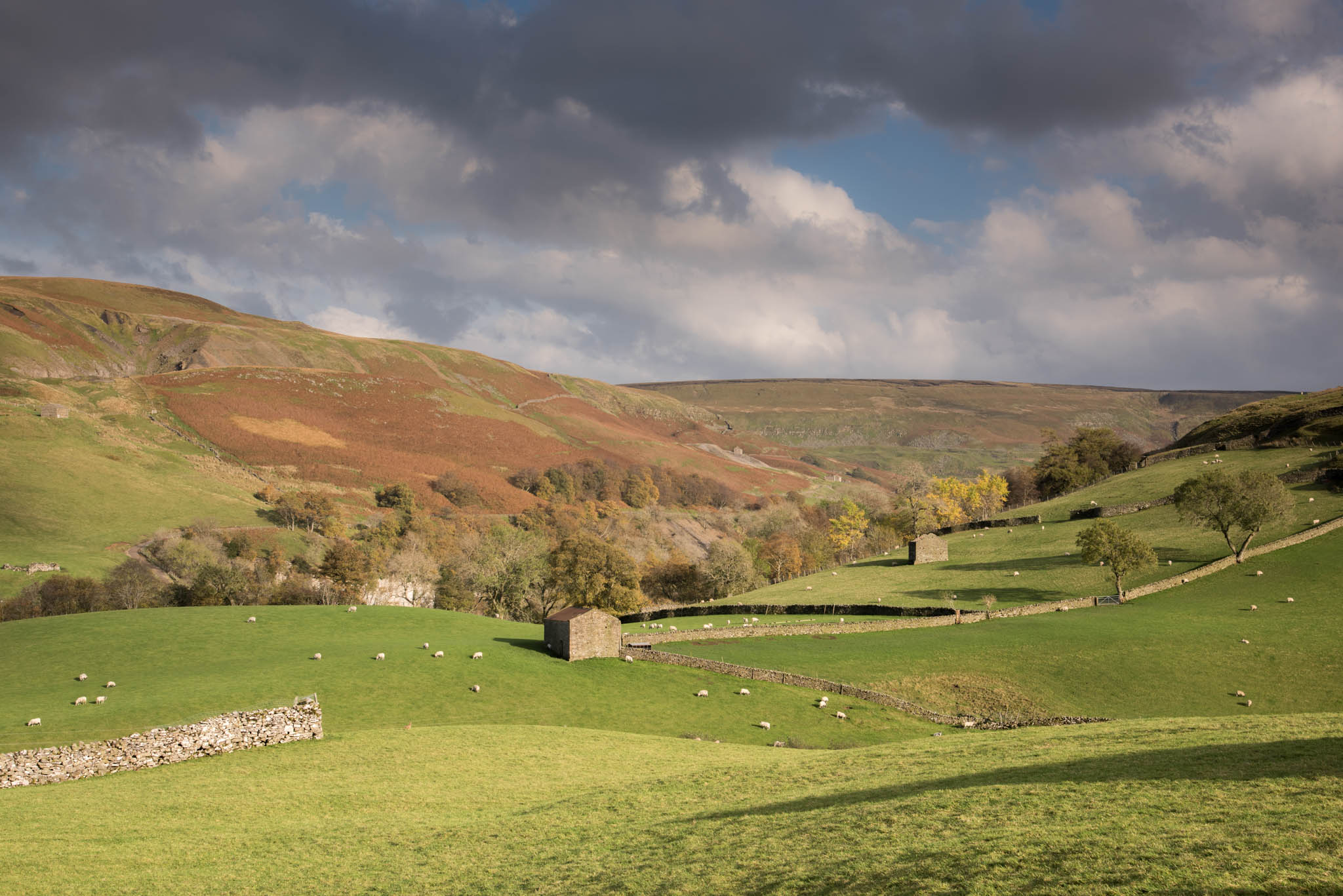 Autumn colours in Swaledale, Yorkshire Dales, England, UK