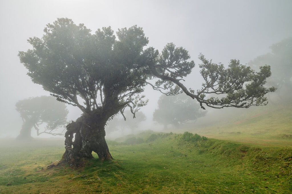 Fanal Forest in Madeira - Taken on our Madeira photography workshop